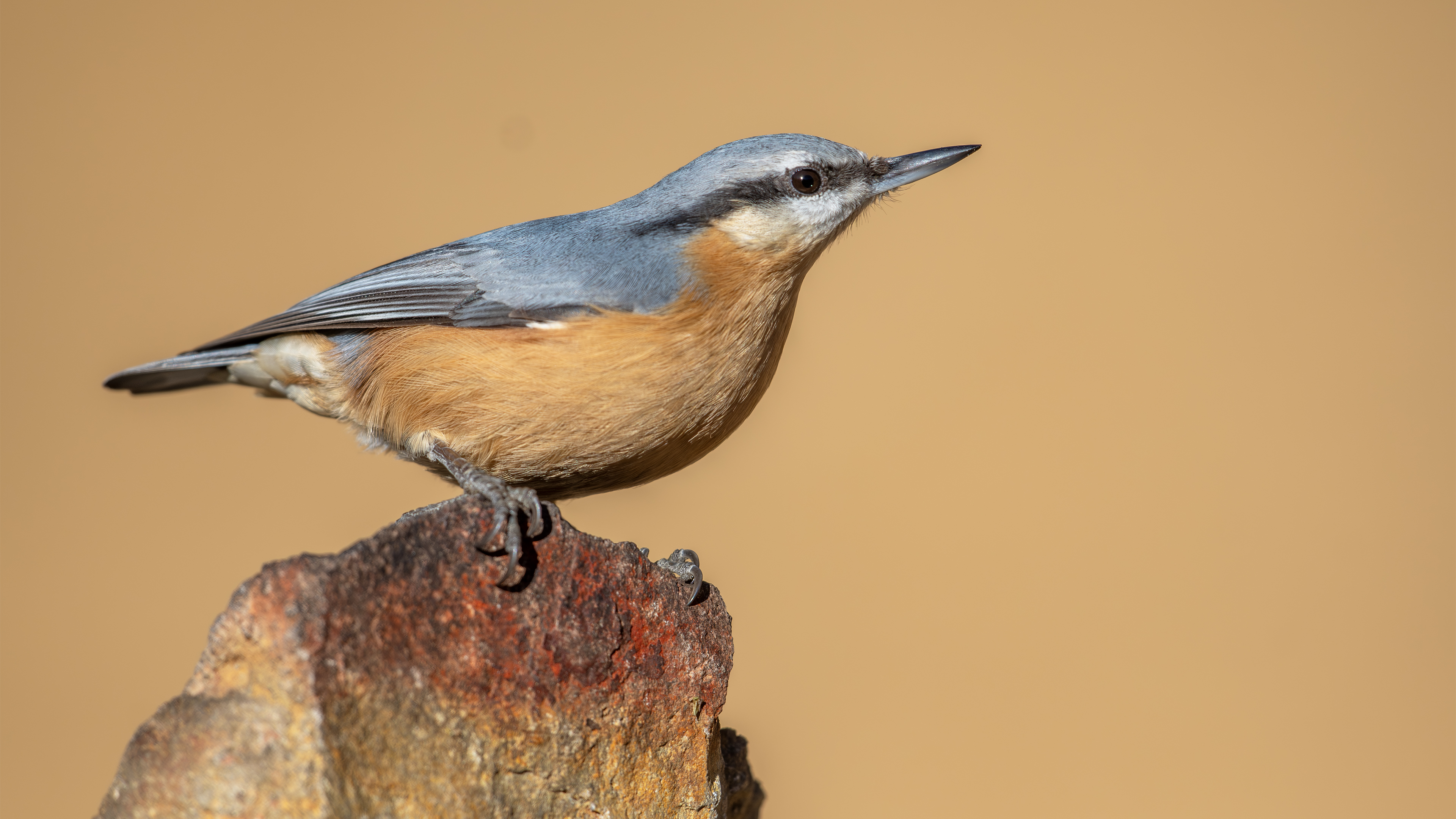 Eurasian Nuthatch
